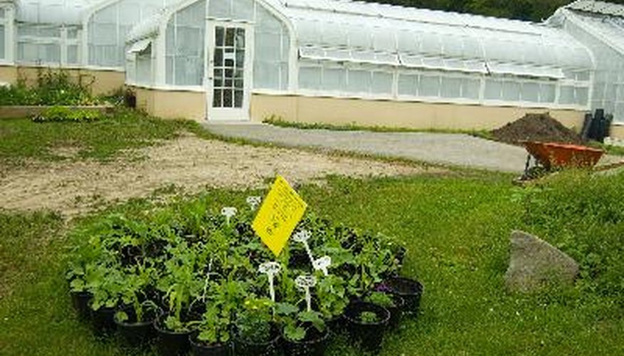 Tomatoes are easily grown in greenhouses during the spring, summer and autumn.