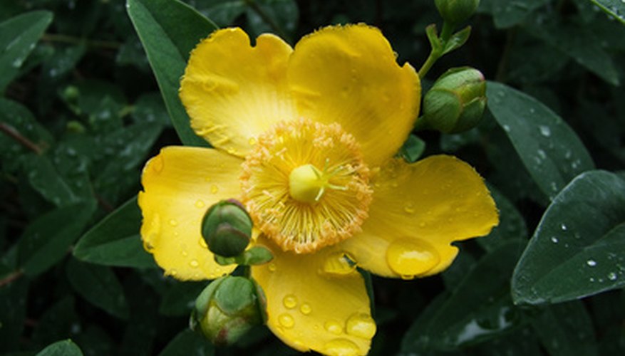 Hypericum is also known as St. John's wort.