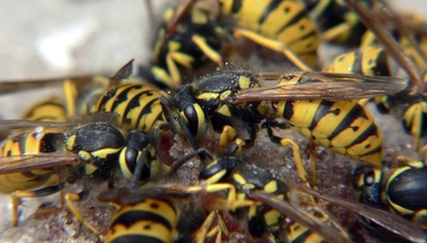 A wasp sting hurts and, for those with allergies, can be very dangerous.