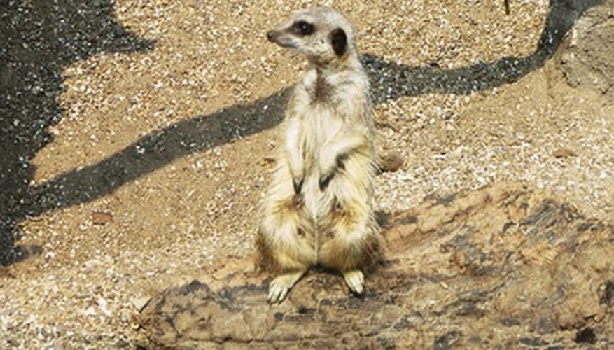 Meerkats are members of the mongoose family that live in southern Africa.
