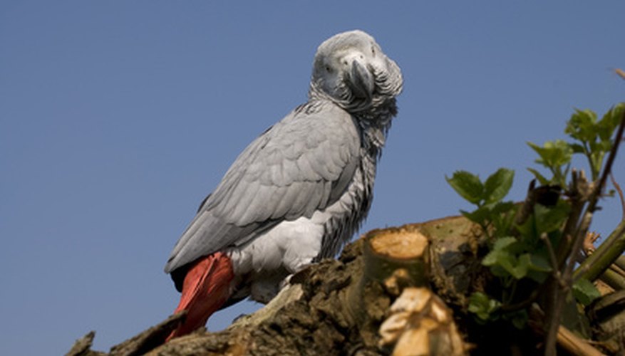 Adult African Greys have light grey bodies and red tail feathers.