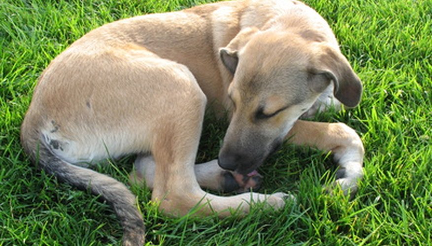 Your dog might ingest worm eggs while grooming.