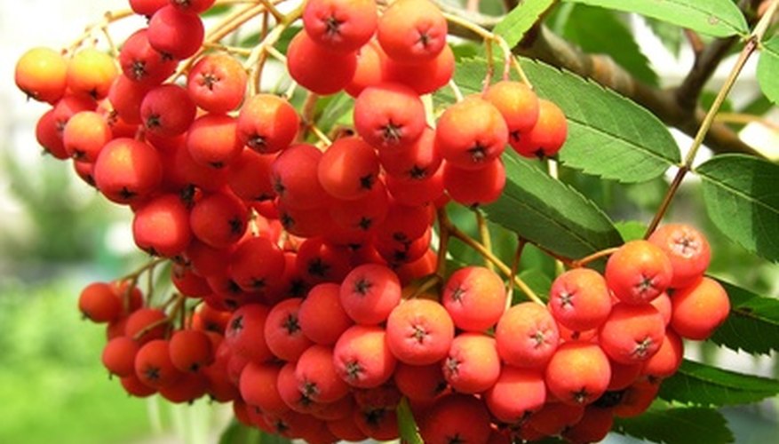 The rowan tree produces oblong green leaves.