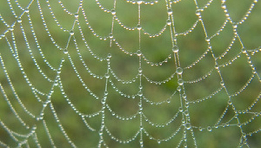 Dewdrops on a spiderweb reveal the physics behind cell structures