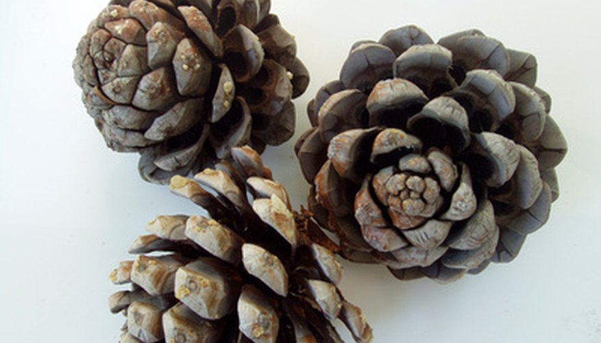 Dried pine cones are a safe and natural toy for pet rabbits.