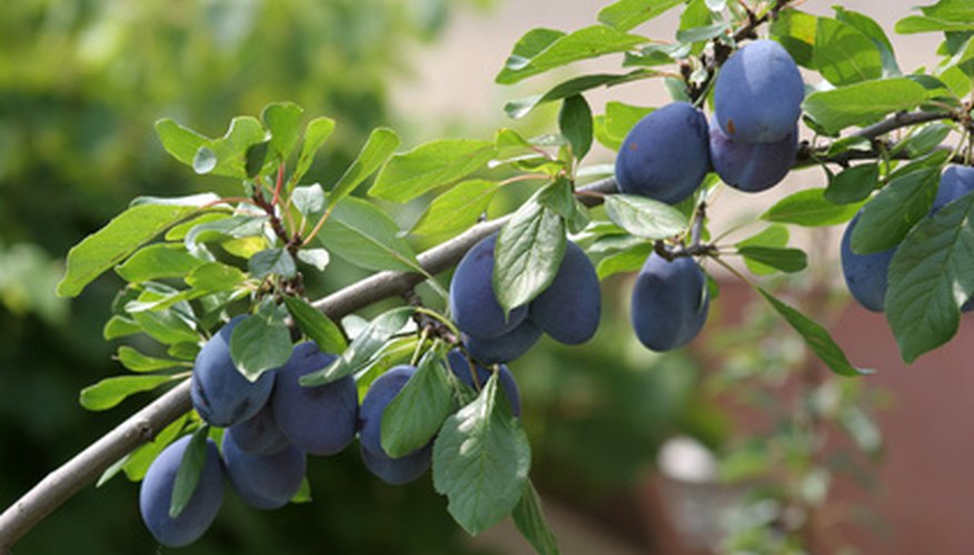 Damson plums are prone to several diseases.