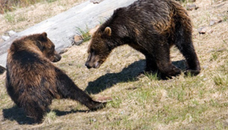 Photo Credit: brown bear cubs image by MAXFX from <a href='http://www.fotolia.com'>Fotolia.com</a> Both brown and black bears inhabit North America's Pacific temperate rainforests.