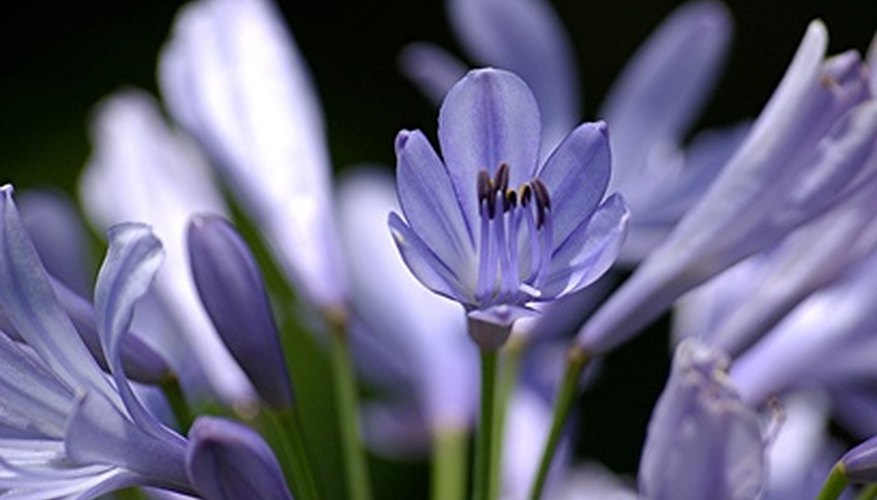 Agapanthus plants need well-drained soil to stay healthy.