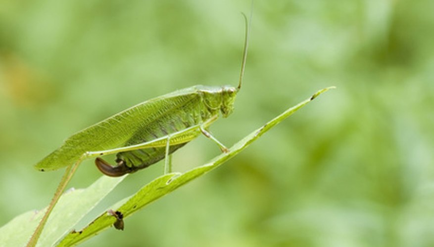 Katydids are related to crickets and grasshoppers.