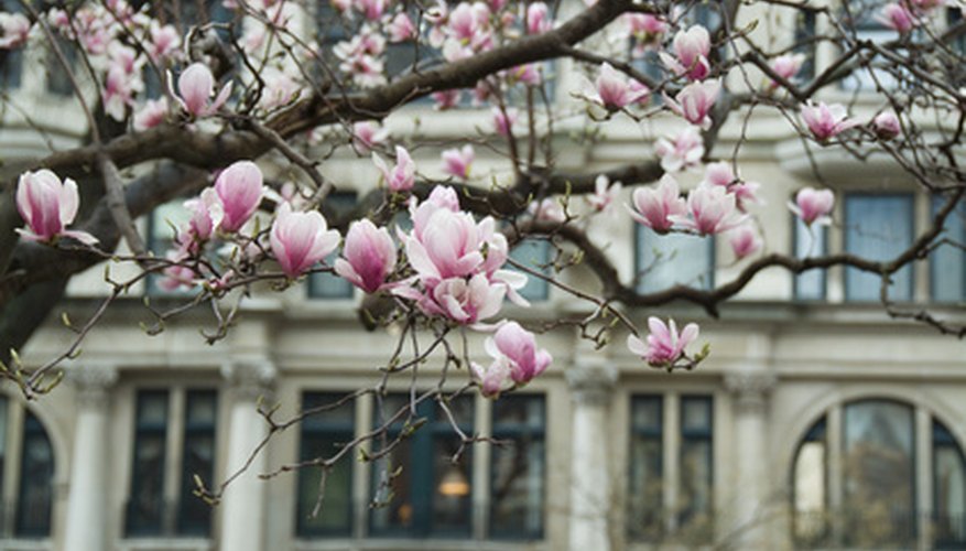 Magnolia trees can cause problems to home foundations.