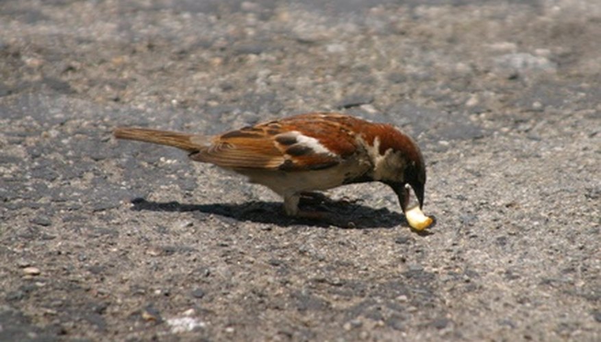 Clean bird poop from your outdoor flagstone with washing soda.