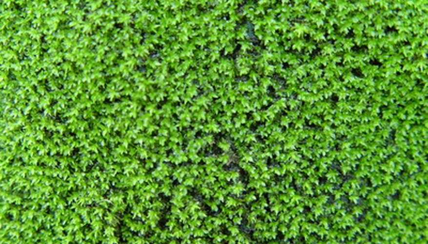 Control moss growth in your lawn with bicarbonate of soda.