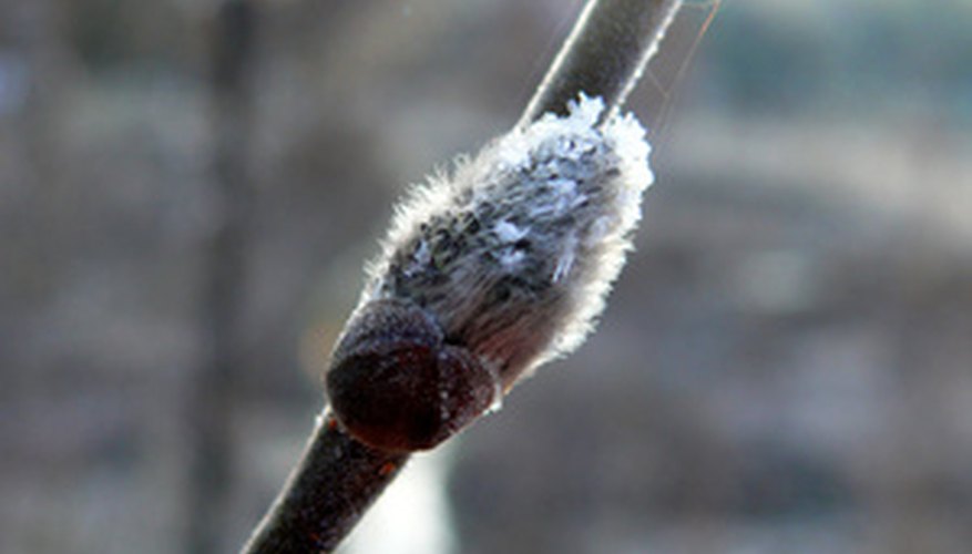 Salix caprea pendula is susceptible to leaf spot and rust.