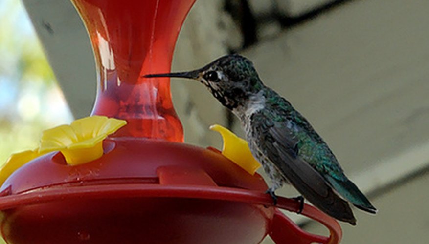homemade hummingbird nectar turns cloudy