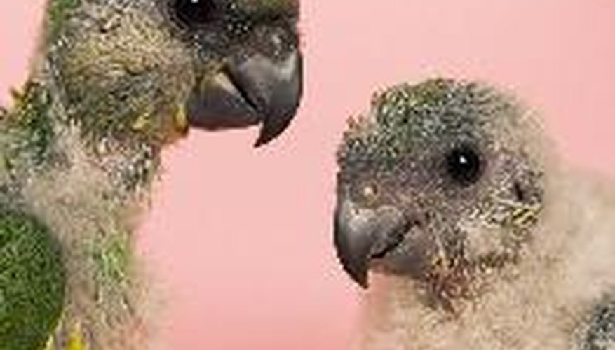 Baby parrots in particular need extra heat to be healthy.