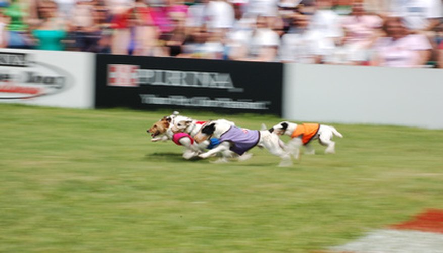 Jack Russell Terrier Racing