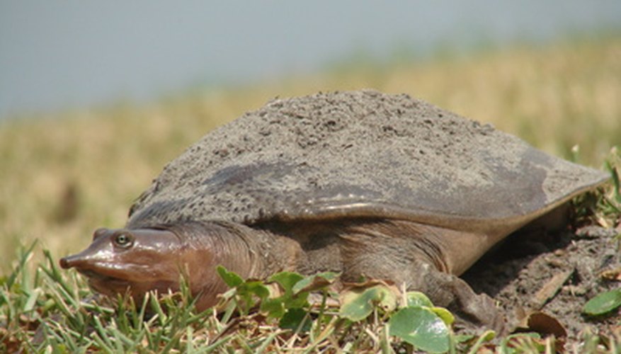 Soft-shell turtle: male or female?