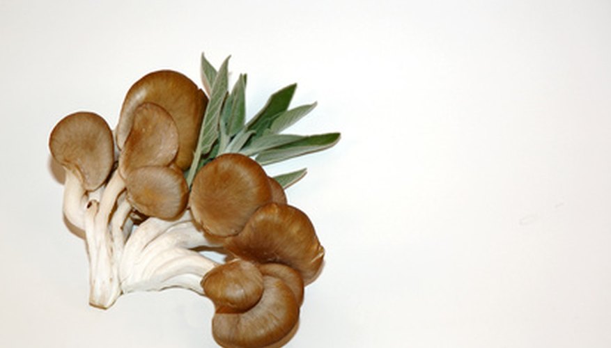 The caps of oyster mushrooms resemble oysters, giving the fungus it's name.