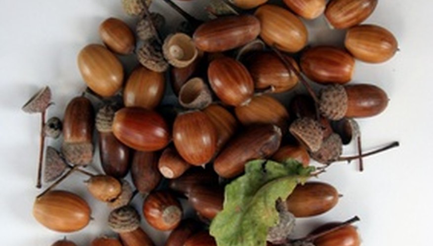 Picking up acorns is an essential part of lawn maintenance.