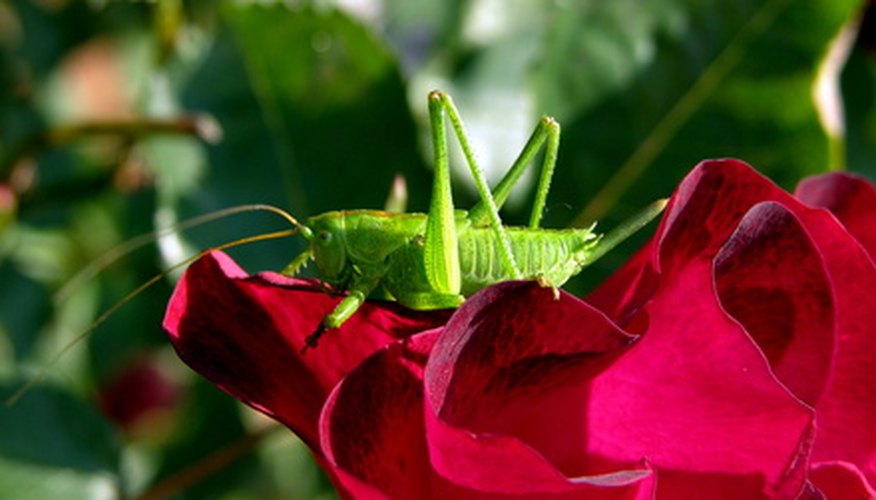 The grasshopper signifies good luck in Japan.