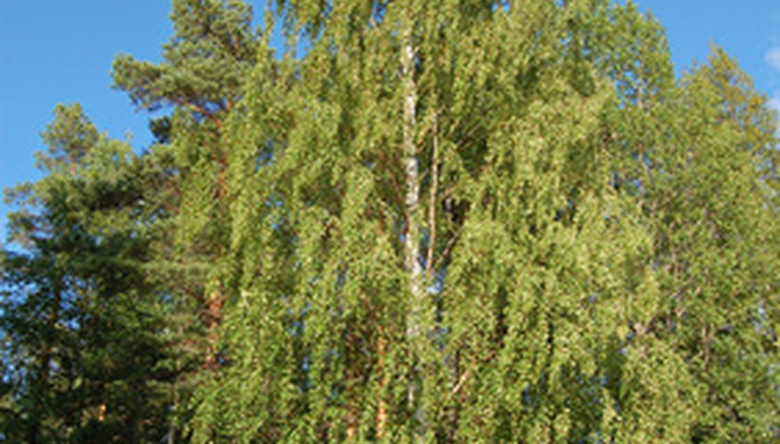 Silver birch trees causes hay fever reactions in some people.