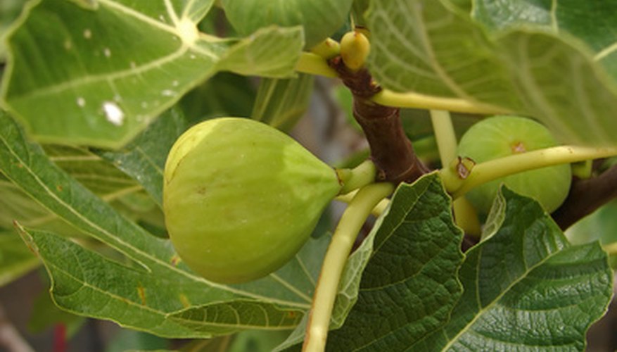 Healthy fig leaves don't curl.