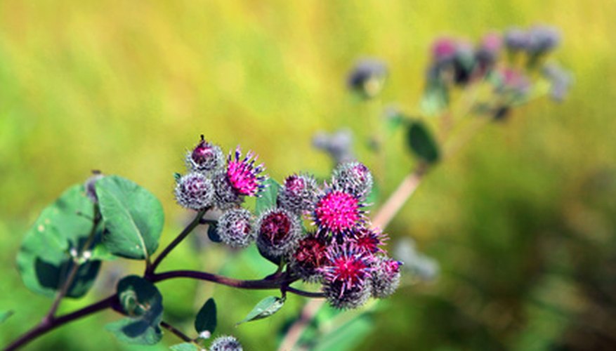 Burdock blooms in lavendar or pink before the flowers turn to sticky burrs.