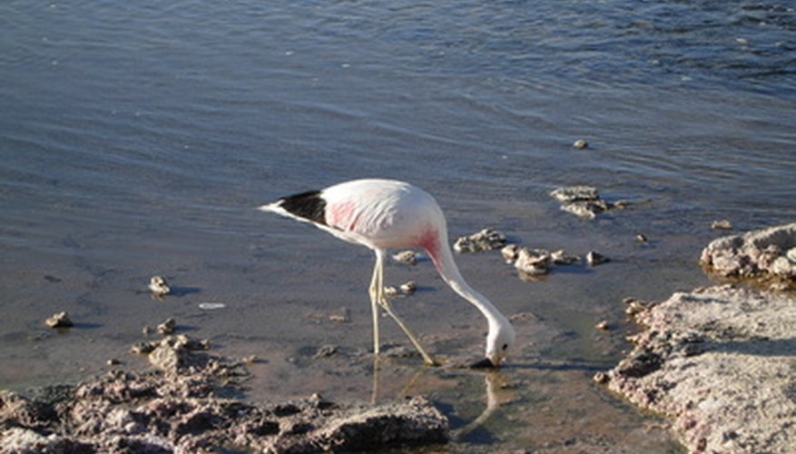 intertidal zone biome