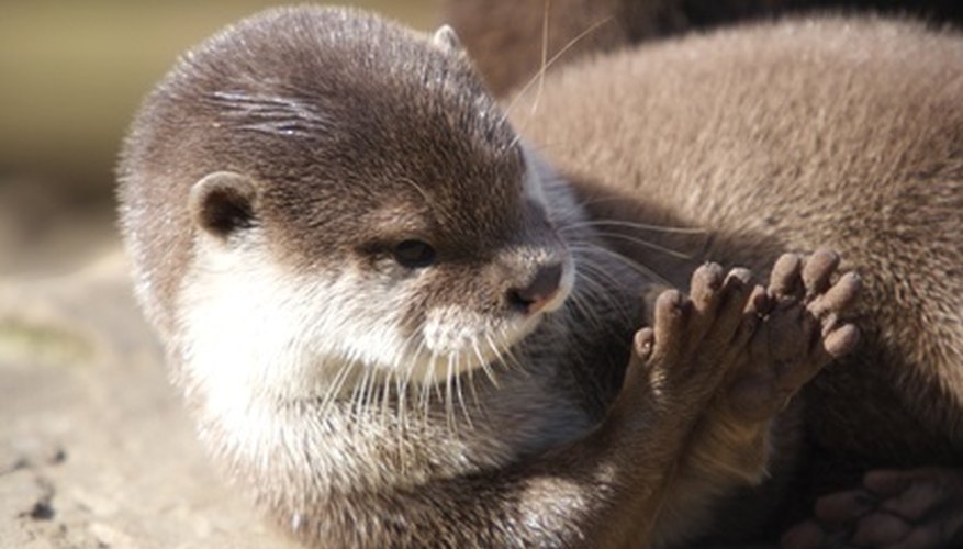 The otter's dense fur allows it to remain in water without its skin getting wet.