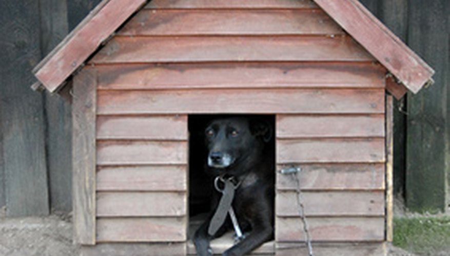 Make a comfortable and secure home for your dog.