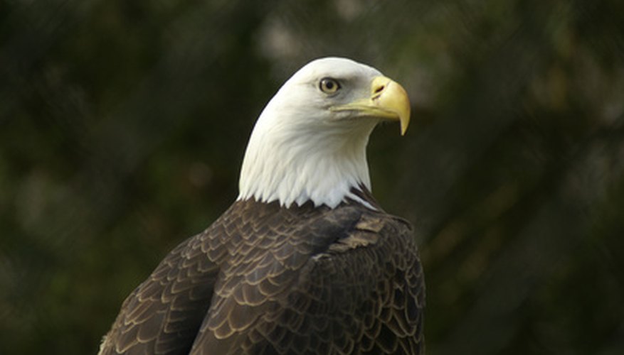 Photo Credit: Bald Eagle image by Penny Williams from <a href='http://www.fotolia.com'>Fotolia.com</a> Bald eagles are common in Pacific Northwest temperate rainforests.