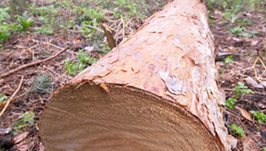 A Stihl 070 chain saw makes quick work of cutting a tree into stove lengths.