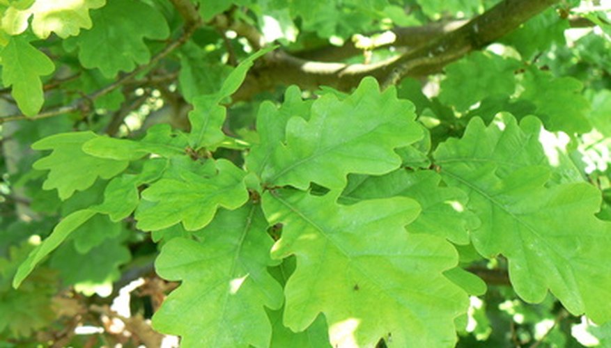 Most oak species have similarly shaped leaves.
