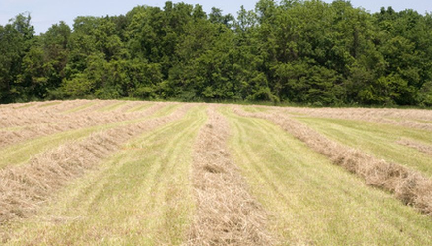Hay rakes move the hay into small windrows for efficient baling.