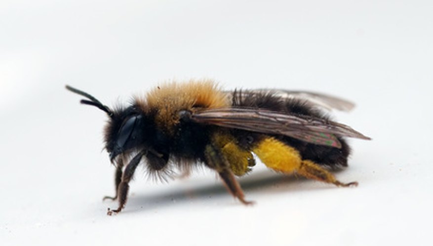 A honey bee with a full pollen basket on its back leg.