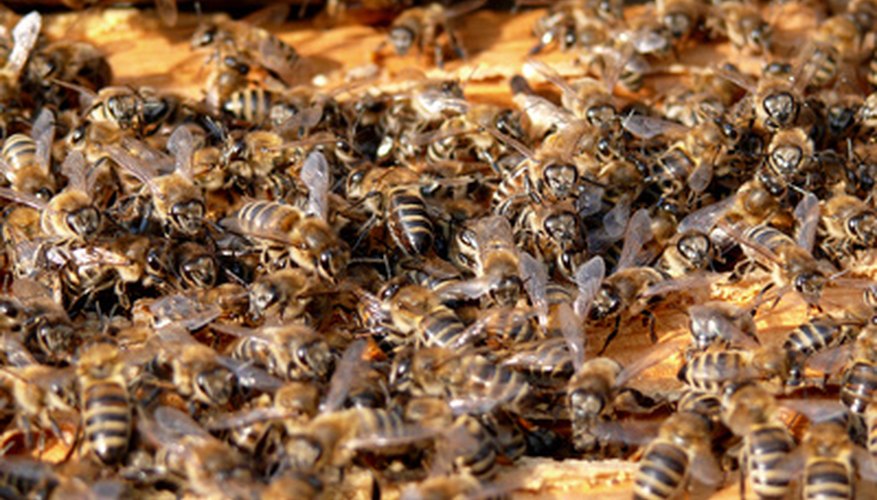 What Is the Life Span of a Honey Bee?