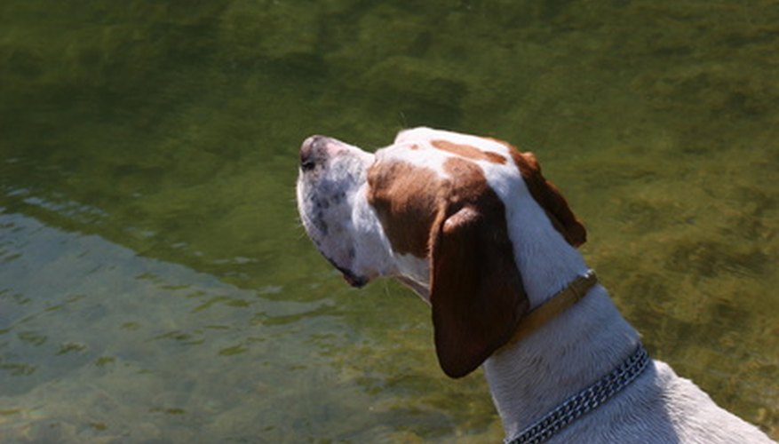 A hunting dog such as the German shorthaired pointer requires more nutrients when its working.