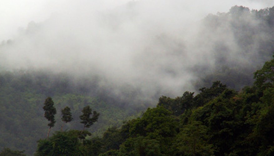 trees are renewable resource because brainly