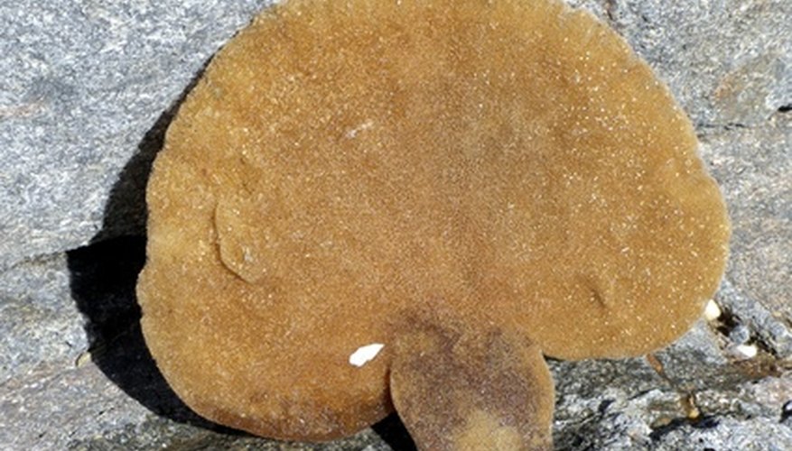 Sea sponges often are hard and tough, but can be softened.