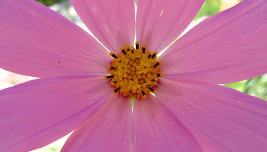 Use images of symmetrical objects, as well as a few art activities, to teach symmetry to first graders.