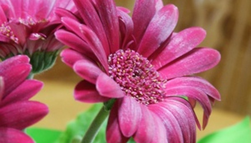 One gerbera daisy can produce a garden full of plants from basal cuttings.