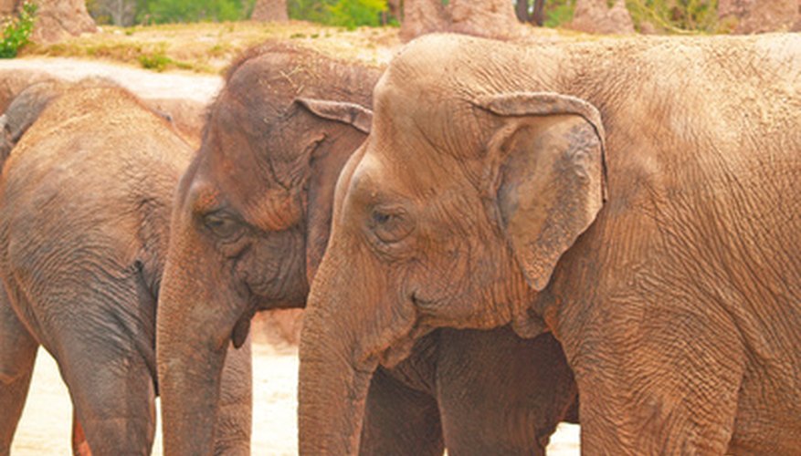 Elephants have long been considered a symbol of the GOP.