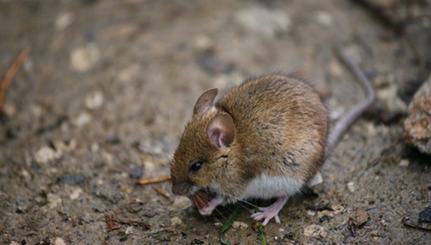Mice cause fire hazards by gnawing electrical wires.