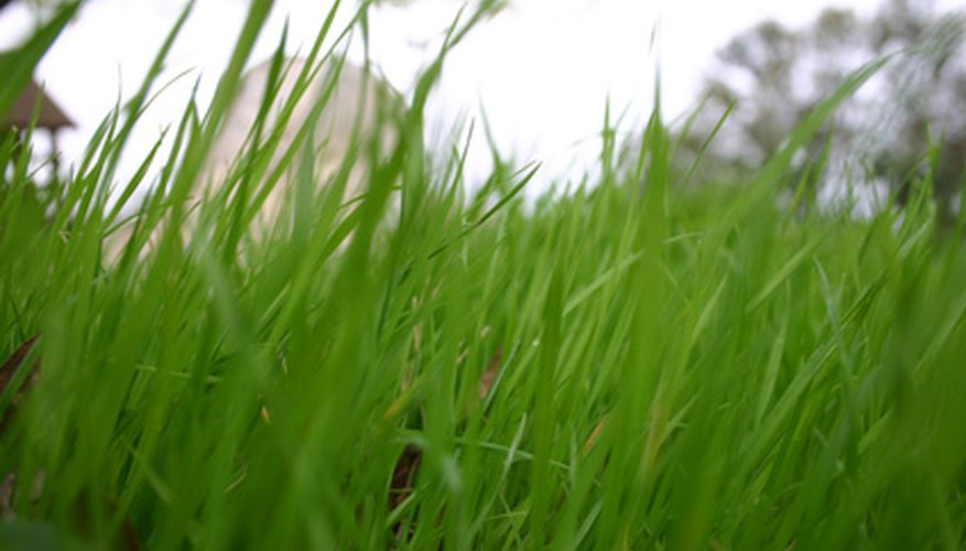 Leatherjackets eat grass roots, causing the spears to die and turn brown.