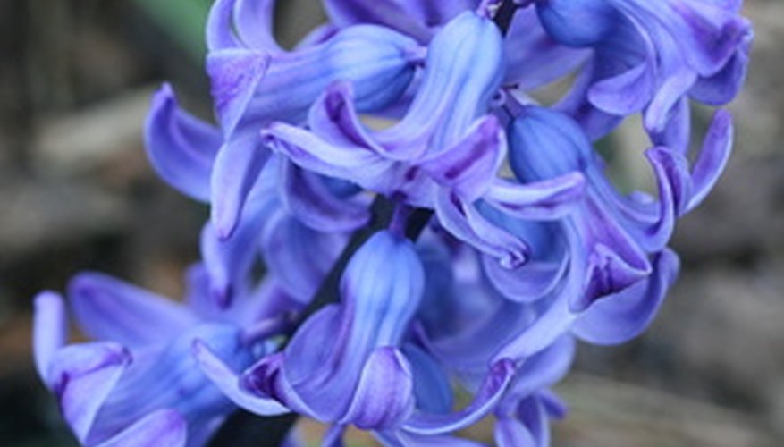 The hyacinth flower can cause allergic reactions when handled or consumed.