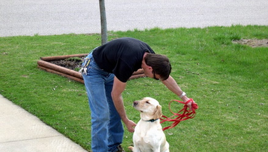 How to Volunteer for Service Dog Training Synonym