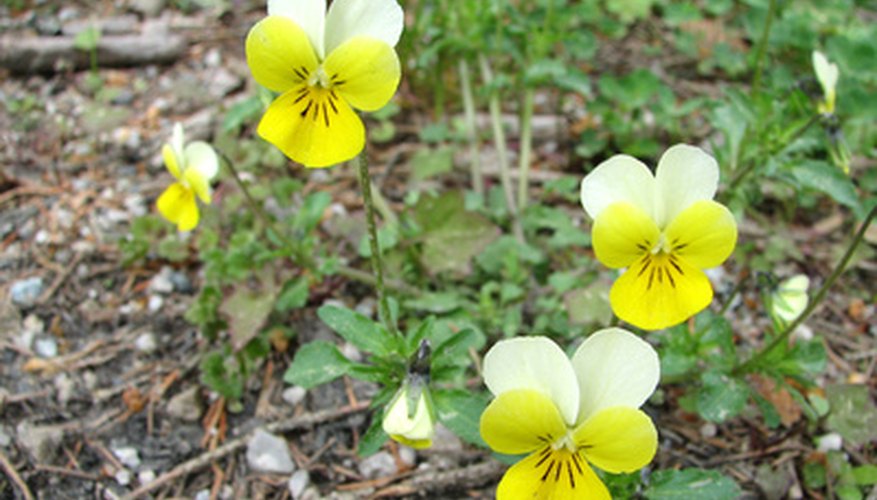 Bugs make quick work of delicate viola blooms.