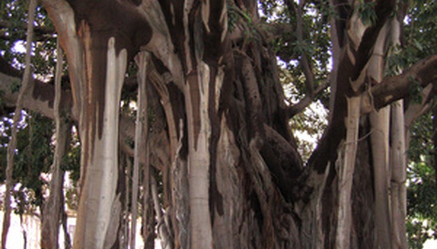 A banyan fig with massive trunk and aerial roots for support.