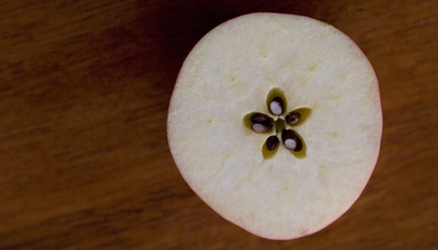 apple-seed-information-healthy-living