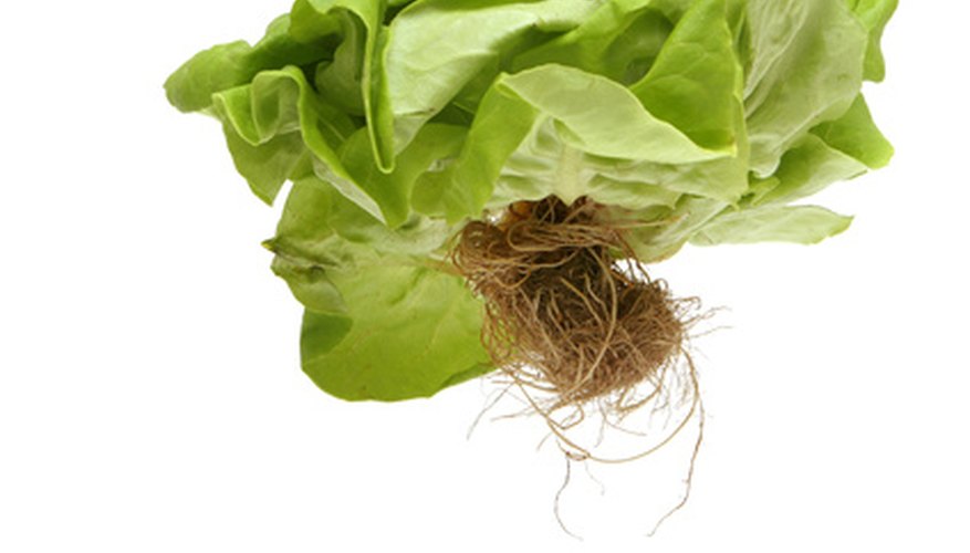 Lettuce is a valuable, fast-growing hydroponic crop.